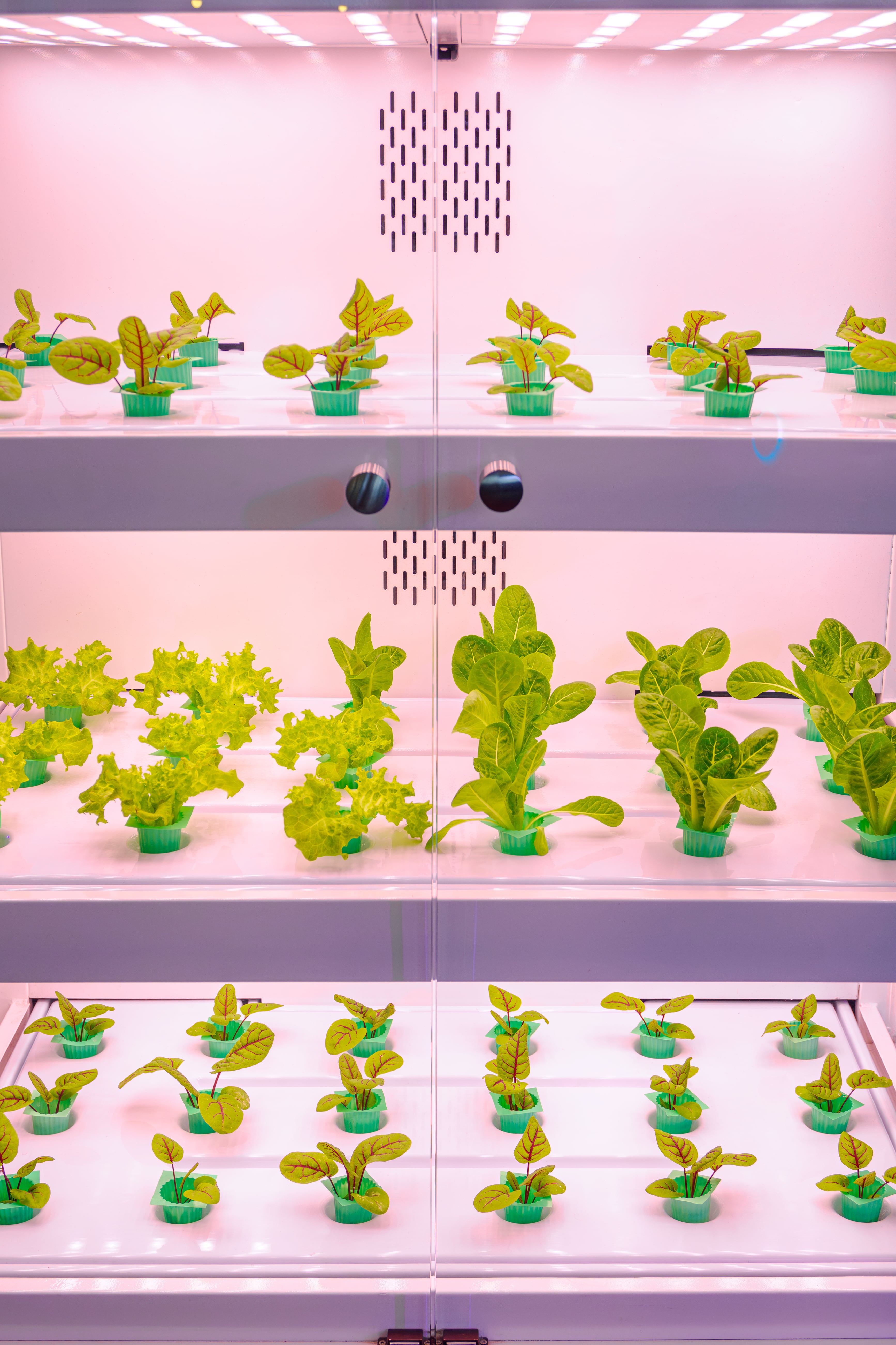 What is Hydroponics? A Guide to Growing Vegetables at Home Without Soil