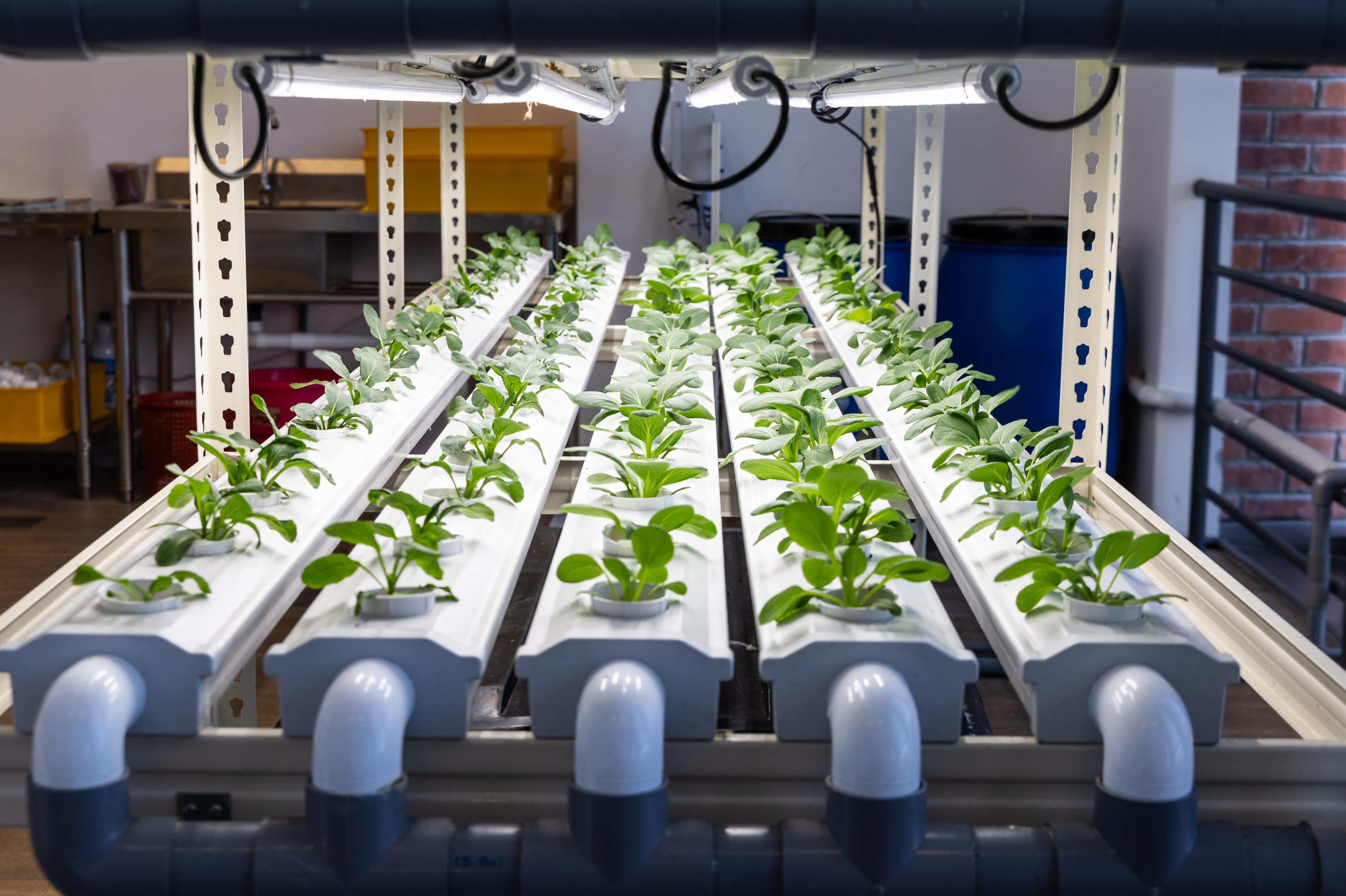 6 Popular Hydroponic Systems Explained — Find Your Perfect Match