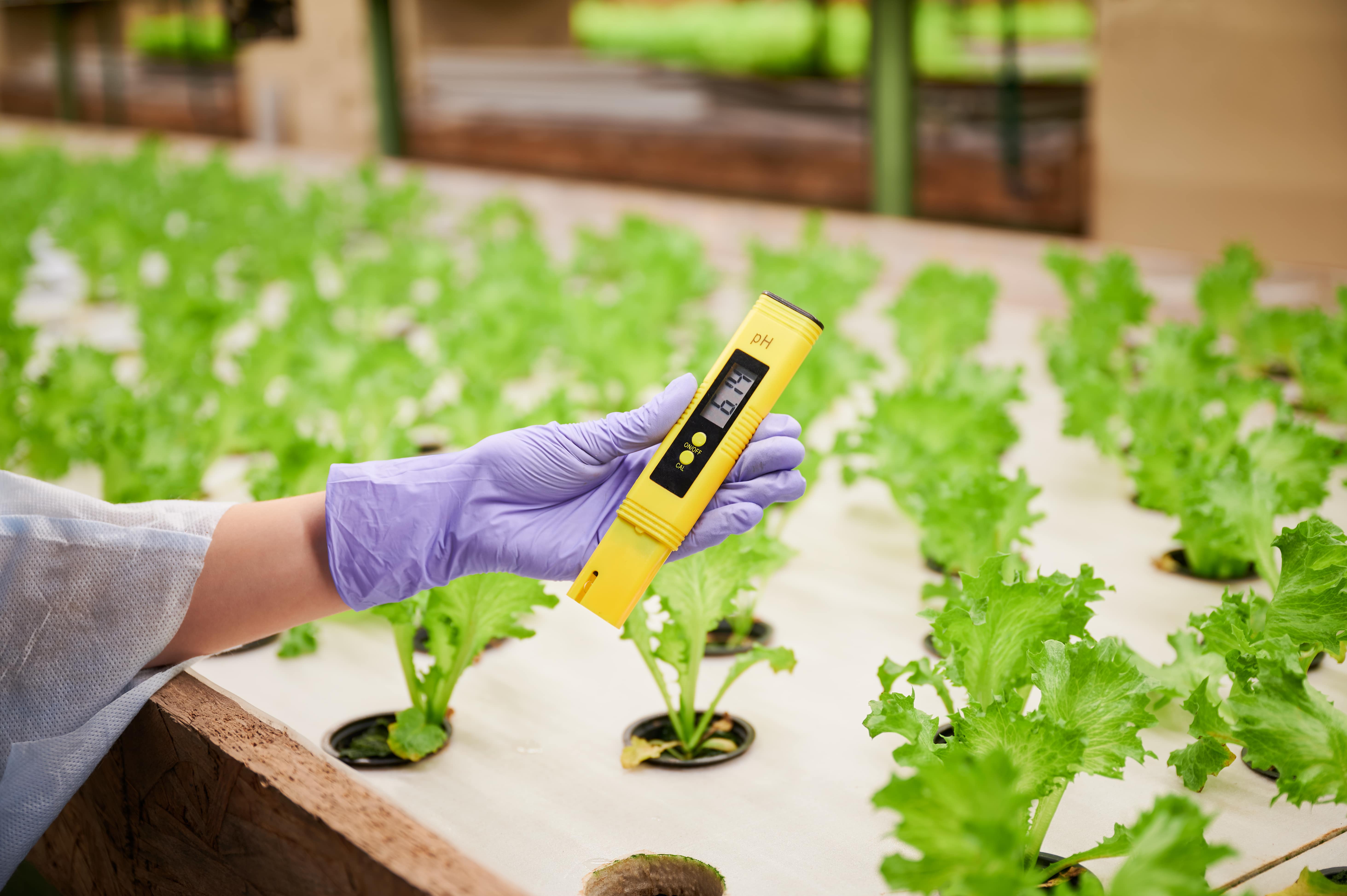 Nutrient Solutions & pH Management in Hydroponics: What You Need to Know