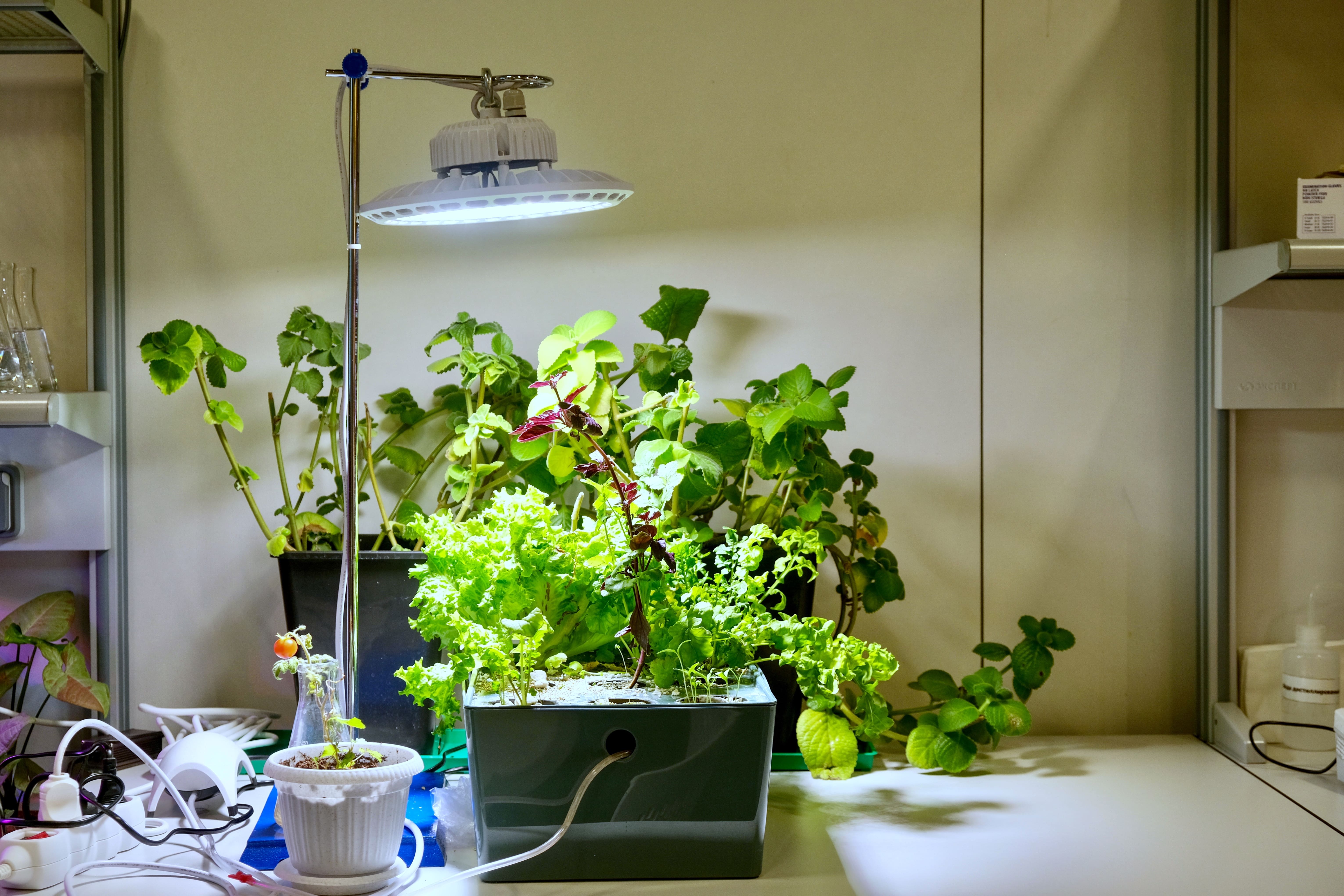 How to Set Up a Deep Water Culture (DWC) System at Home: A Step-by-Step Beginner’s Guide