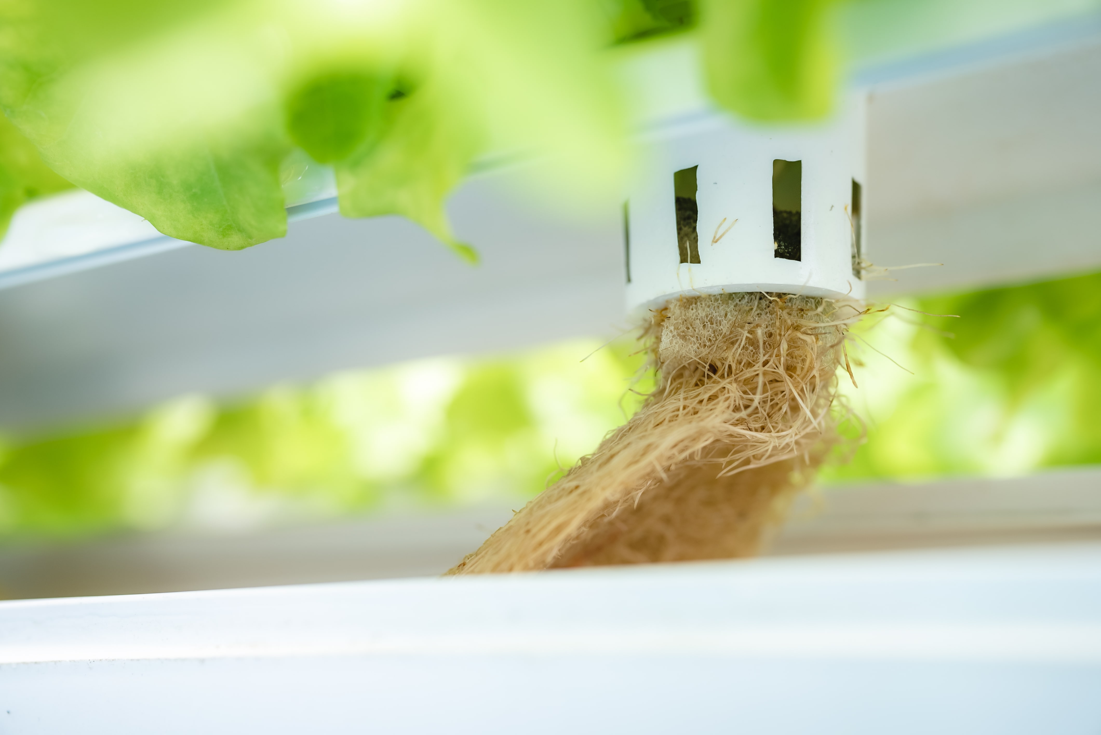 How to Keep Your Hydroponic System Cool During Summer