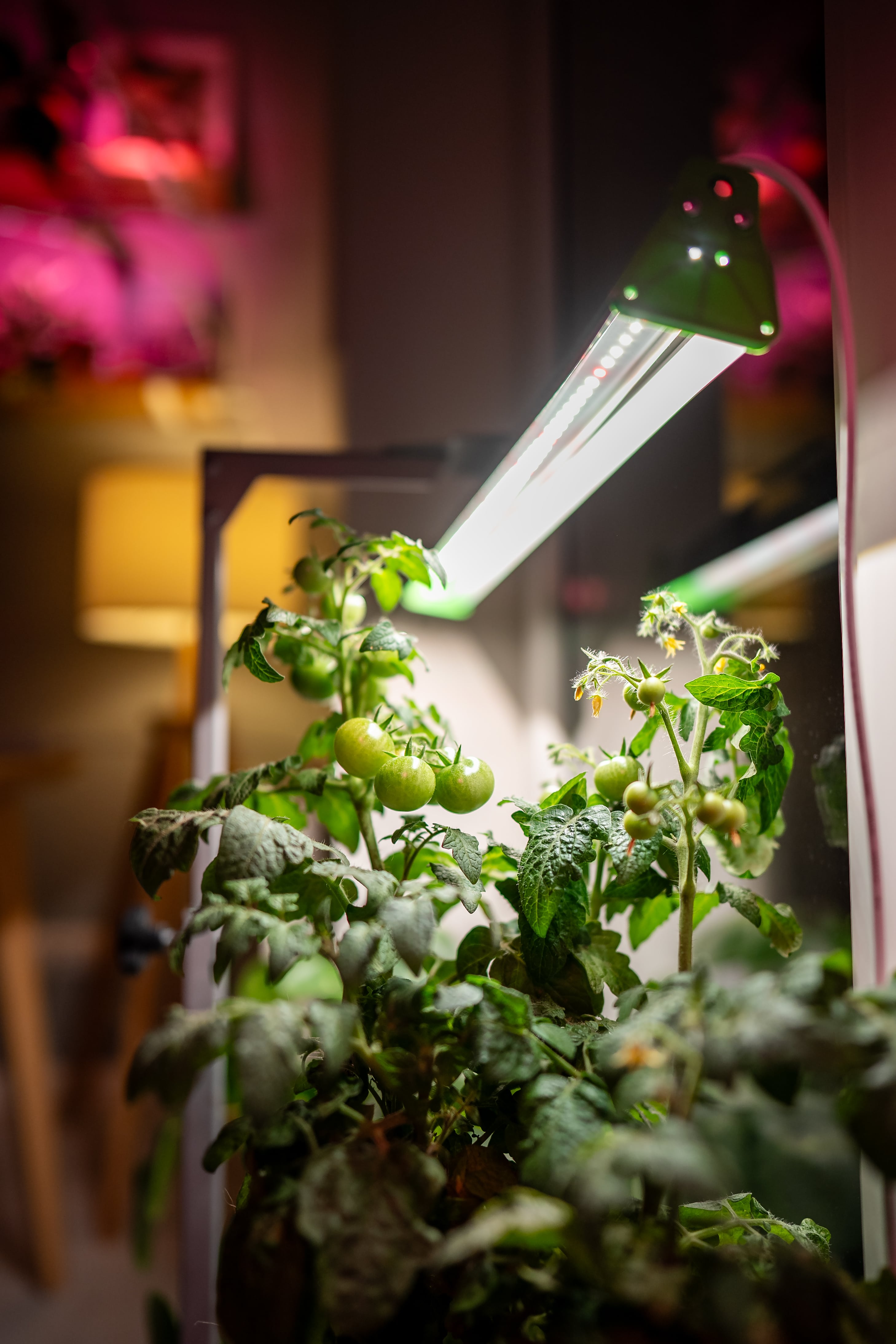 Home Plant Growing Methods — Soil-Based vs Soilless Systems