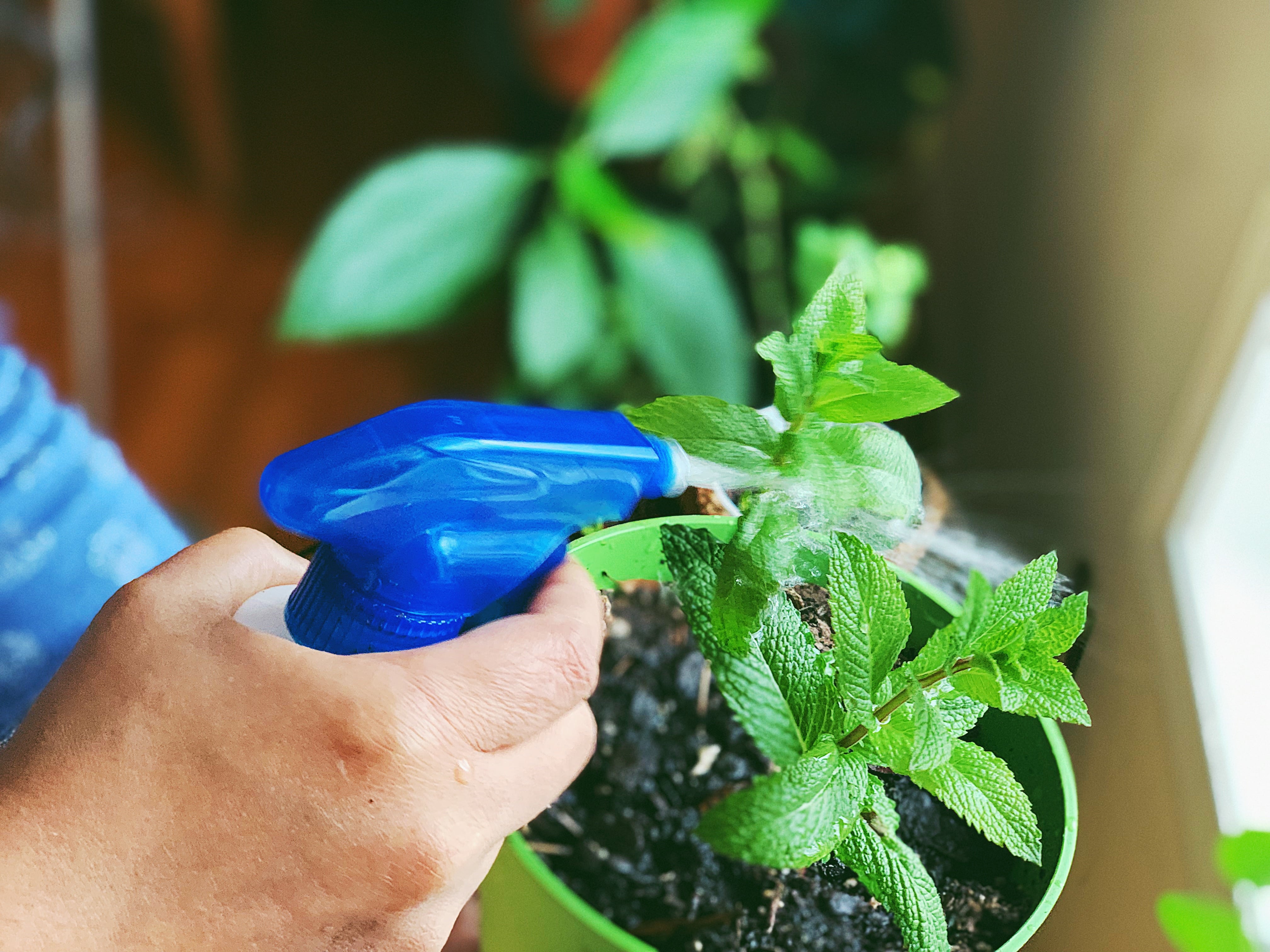 Bitki Hastalıkları ve Zararlılarıyla Doğal Mücadele Yöntemleri